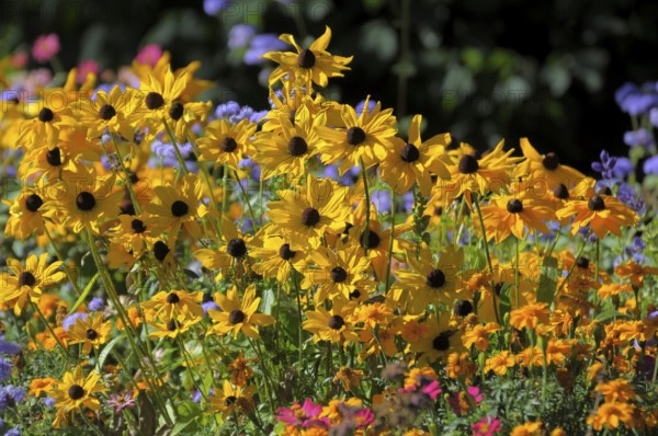 Bed with autumn flowers, perennial flowers, coneflower, orange coneflower (Rudbeckia fulgida), Glowing coneflower