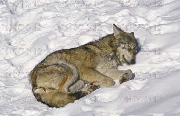 European Wolf (canis lupus), Adult sleeping on Snow, Bavaria in Germany