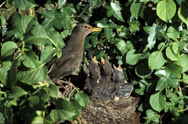 Blackbird (turdus merula), adult with chicks at nest, Normandy