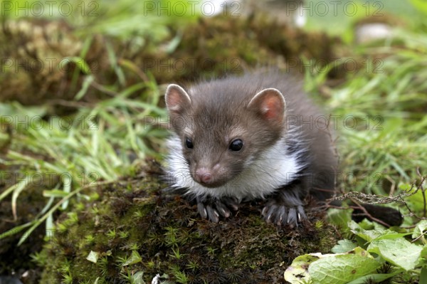 Stone Marten or Beech Marten (martes foina), Young on Long Grass, Normandy