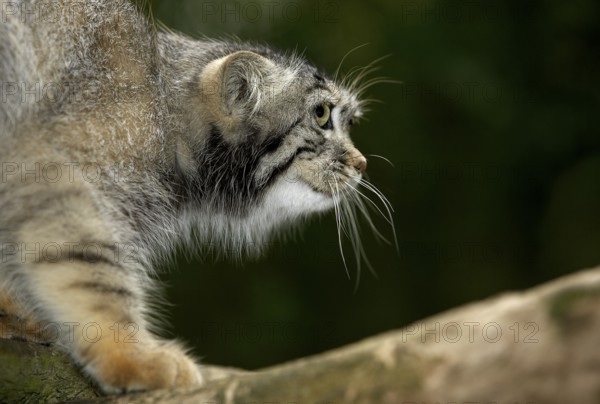 Pallas's cat (otocolobus manul) or Pallas' cat, adult on branch