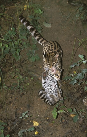Margay (leopardus wiedii), mother with cubs