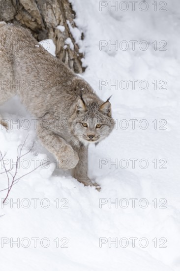 A bobcat hunts for prey in a snowy forest habitat