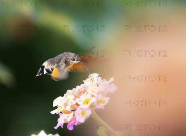 Closeup of a Hummingbird hawk-moth hovering over a lantana flower