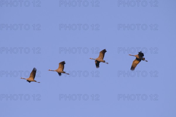 Four Common cranes (Grus grus) in flight in the morning light, Fischland-Darß-Zingst, Mecklenburg-Western Pomerania, Germany, Europe