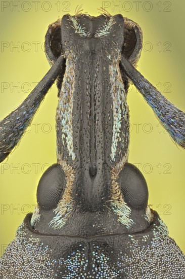 These weevils are among the most colorfull ones in the world, the colour may serve as a warning to predators that they do not taste very well