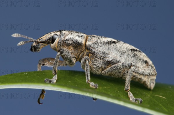Sluggish weevil (Cleonus piger), Germany, Europe