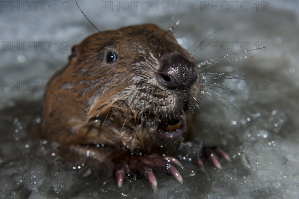 European beaver (Castor fiber), Rosenheim, Bavaria, Germany, Europe