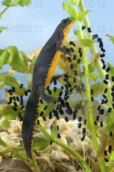 Alpine newt (Triturus alpestris), female