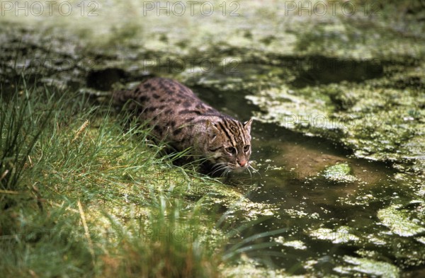 Fishing Cat (prionailurus viverrinus), Adult in Water