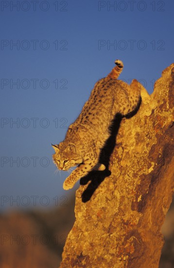 BOBCAT (lynx rufus), ERWACHSENER SPRINGT VOM FELSEN, KANADA