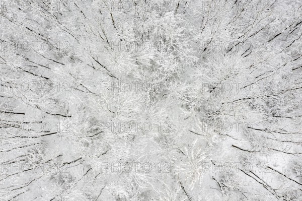 Snowy Forest Harz Selketal
