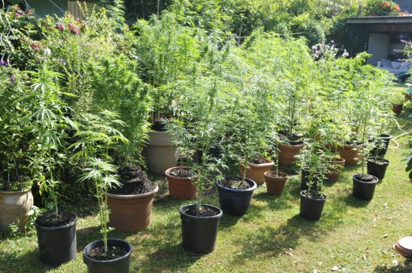 Hemp plants (cannabis) withTHC (tetrahydrocanabinol) and legal CDB (cannabidiol), used for medical treatment, in a private garden