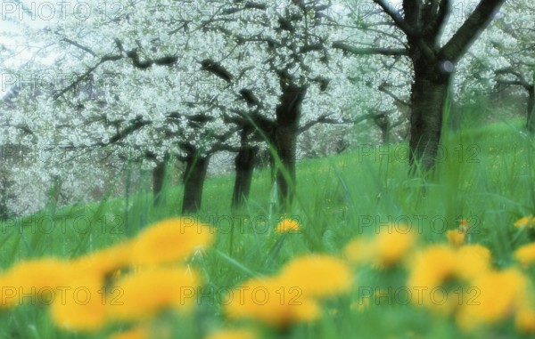 Cherry trees. flowering, Baden-Württemberg, Germany, flowering cherry trees, deciduous tree, deciduous trees, crops, fruit tree, yellow, green, white, Europe, spring, springtime, double exposure, soft, landscapes, landscape format, horizontal, Europe