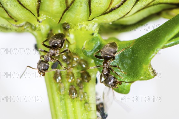 Lice and Ants on the stem of a flower