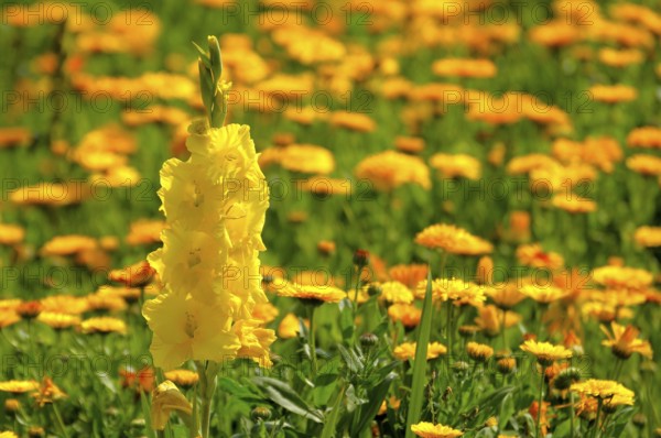 Gladiolus in marigold field, marigolds (Calendula officinalis), gladiolus sword lily (Gladiolus)