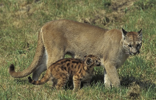 Cougar (puma concolor), Adult and young