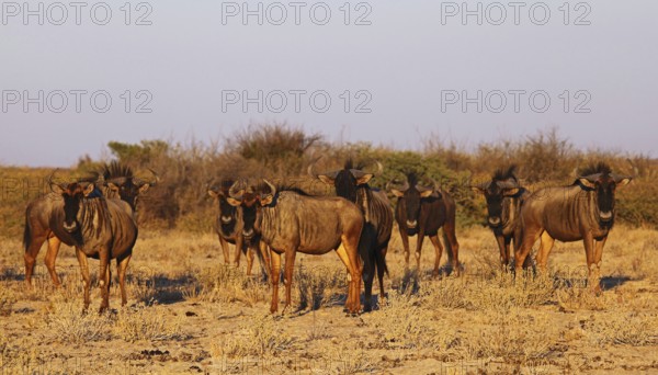 Blue wildebeests (Connochaetes taurinus) in morning light, Central Kalahari, Botswana, Botswana, Africa