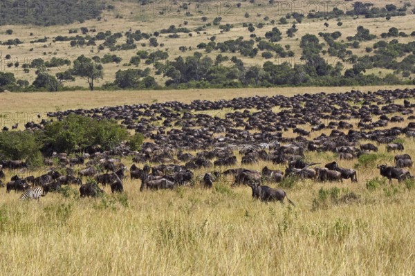 Blue Wildebeest (connochaetes taurinus), Herd Migrating, Masai Mara Park in Kenya