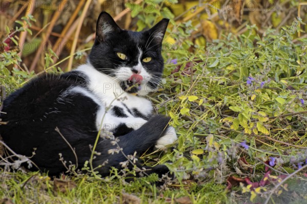 Cat in the catnip