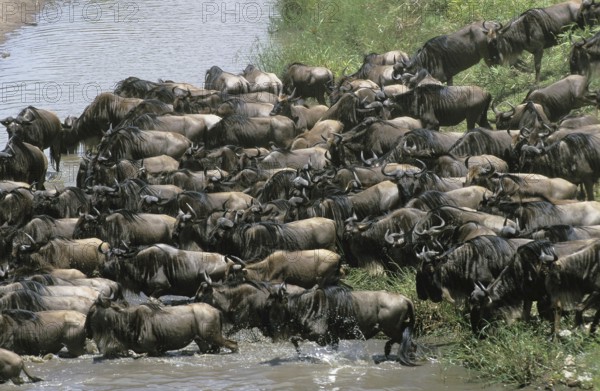 Blue Wildebeest (connochaetes taurinus), Herd crossing Mara River during Migration, Masai Mara park in Kenya