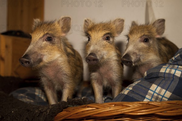 Wild boar (Sus scrofa), Breeding, Rhineland-Palatinate, Germany, Europe