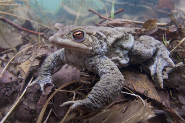 Common toad (Bufo bufo), under water, Rhineland-Palatinate, Germany, Europe