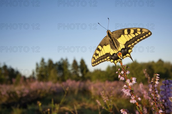 Swallowtail (Papilio machaon) in Heide, North Rhine-Westphalia, Germany, Europe
