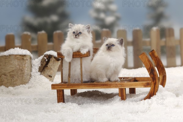 Sacred Cat of Burma, kitten, 8 weeks, Burma, sledge