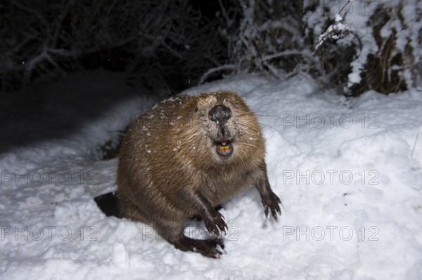 European beaver (Castor fiber), Rosenheim, Bavaria, Germany, Europe