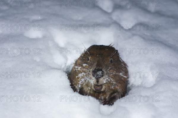 European beaver (Castor fiber), in Eisloch, Rosenheim, Bavaria, Germany, Europe
