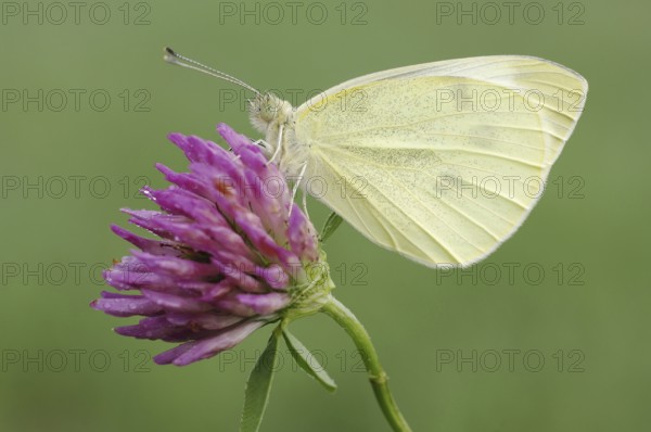 Small Small white (Pieris rapae), Bavaria, Germany, Europe