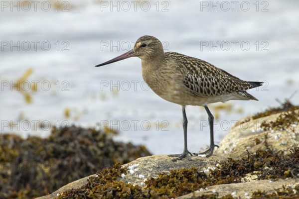 Bar-tailed godwit
