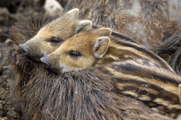 Wild boar family