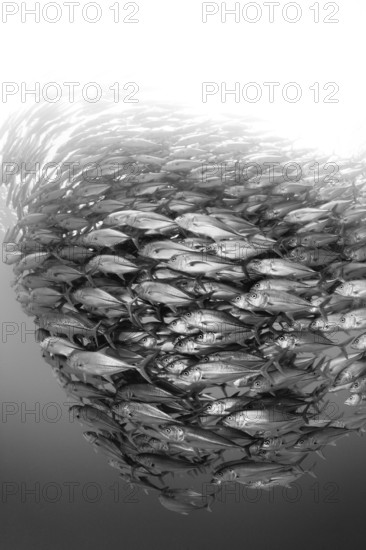 Shoal of bigeye jacks, Caranx sexfasciatus, Cabo Pulmo, Baja California Sur, Mexico, Central America