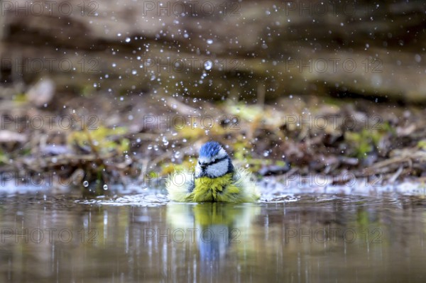 A blue tit (Parus caeruleus) bathing in water, surrounded by splashes, with a clear reflection below, Hesse, Germany, Europe