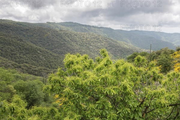 Sweet chestnut in the mountain landscape of the Ardeche, southern France