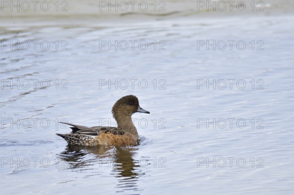 Eurasian wigeon, female, Anas penelope, Eurasian wigeon ? female -