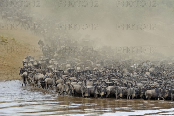 Blue wildebeests (Connochaetes taurinus) crossing Mara River, Maasai Mara Game Reserve, wildebeest, Mara River, dust, dust cloud, Kenya, Africa