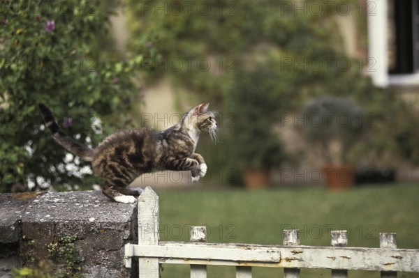 American wire hair domestic cat, adult jumping over fence