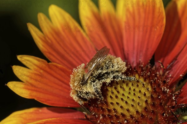Cockade flower with bumblebee