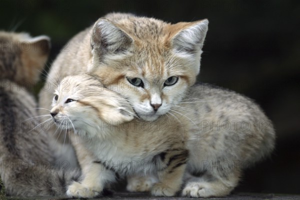 Sand cat (felis margarita), mother with kitten on branch