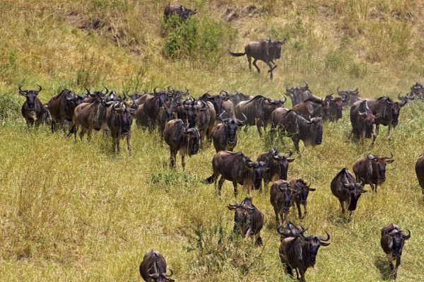 Blue Wildebeest (connochaetes taurinus), Herd Migrating, Masai Mara Park in Kenya