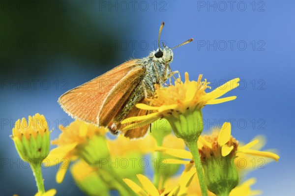 Large skipper (Ochlodes venatus), Germany, Europe