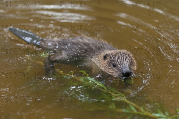 European beaver (Castor fiber), juvenile, Rosenheim, Bavaria, Germany, Europe