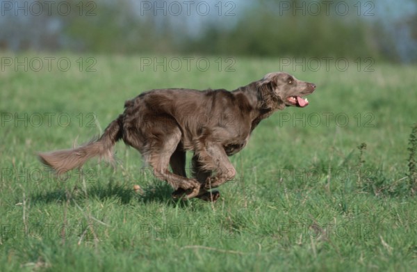 Longhaired Weimaraner, page