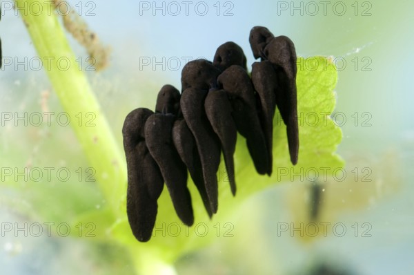 Common toad (Bufo bufo), tadpole, tadpole
