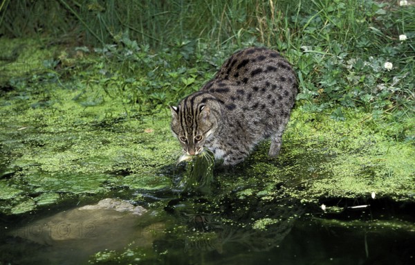 FISHING CAT (prionailurus viverrinus), ADULT CATCHING FISH