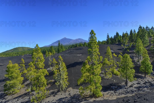 Montañas Negras hiking area, Parque Natural de Corona Forestal, views of El Teide and Viejo volcanoes, Tenerife, Canary Islands