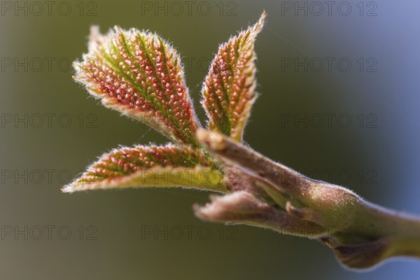Rising bud in the fr